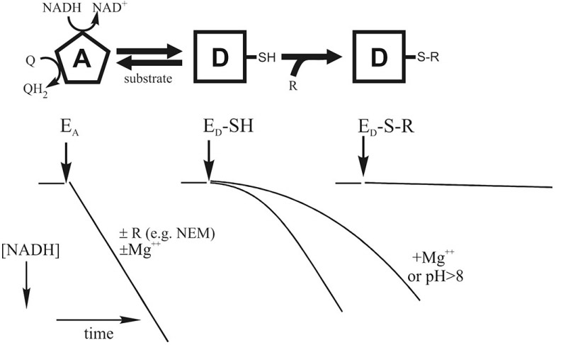 A/D transitions, active, deactive, complex I