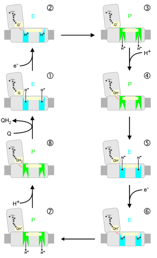 Complex I mechanism, two gated, quinone, semiquinone