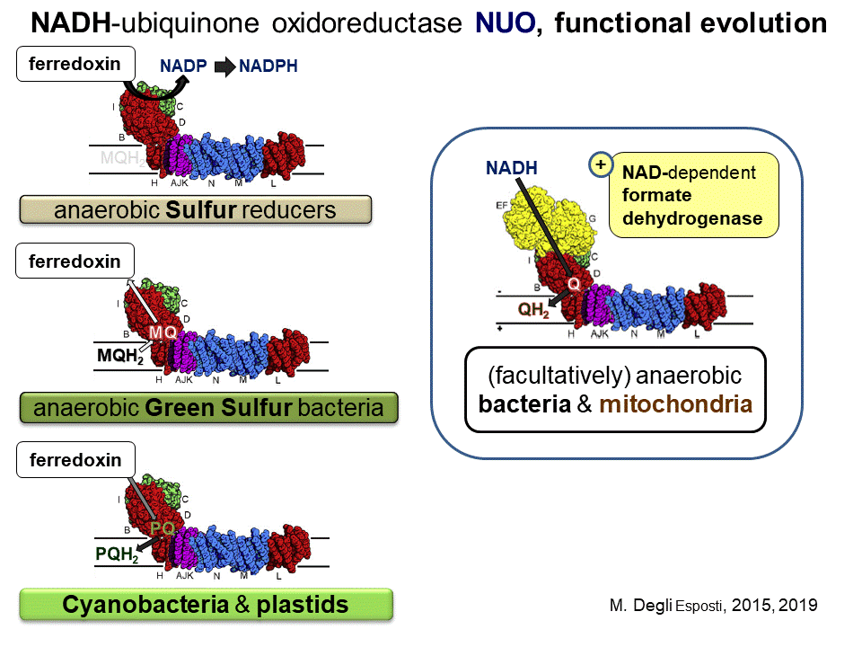 images/Evolution of Complex I