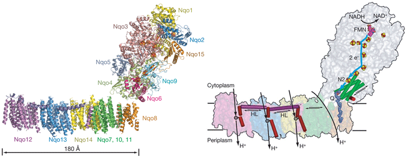 mitochondrial Complex I, NADH:ubiquinone, structure